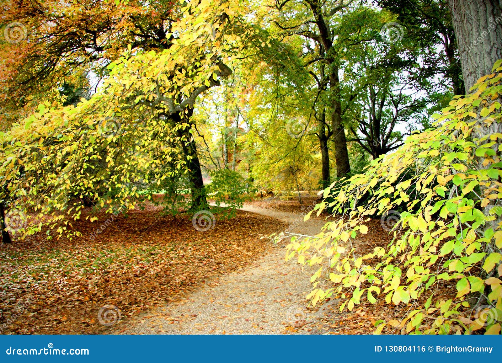 A Path through a Wood in the Fall. Stock Photo - Image of beautiful ...