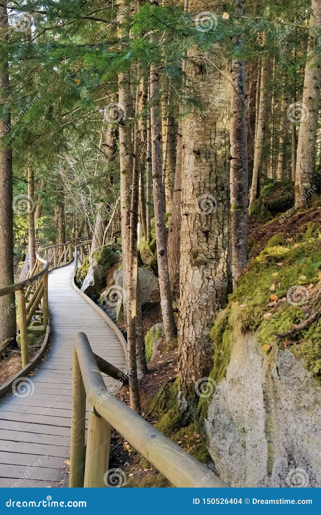 path of wooden planks among the forest