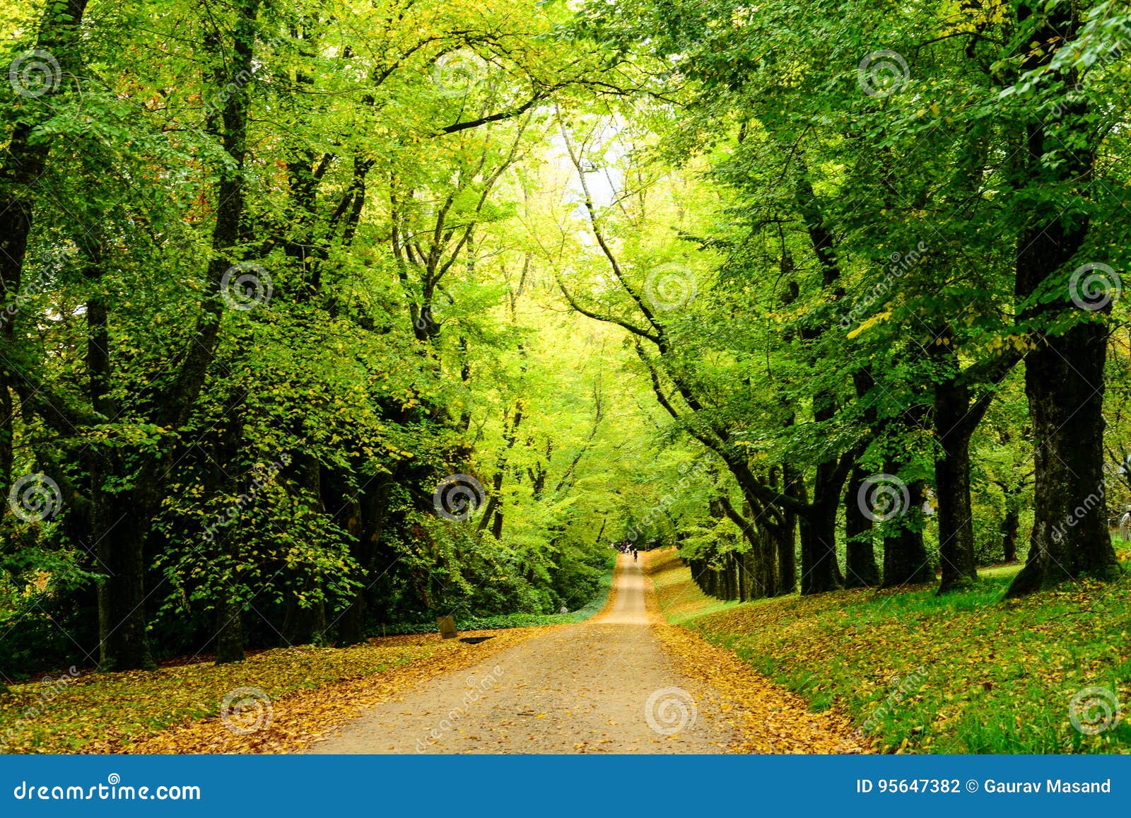 path in the woods