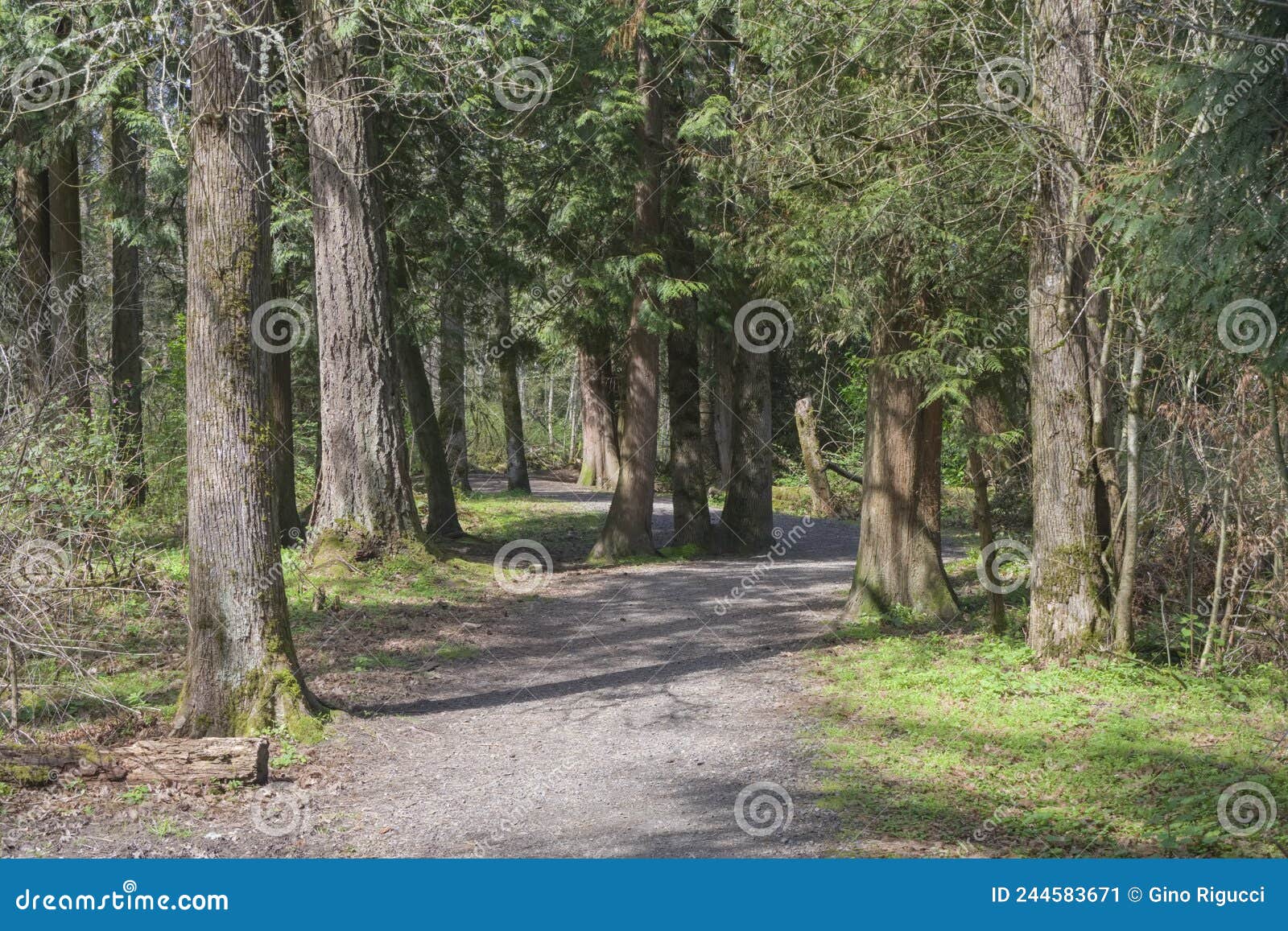 Path in the Woods Oregon Forests Stock Image Image of landscape