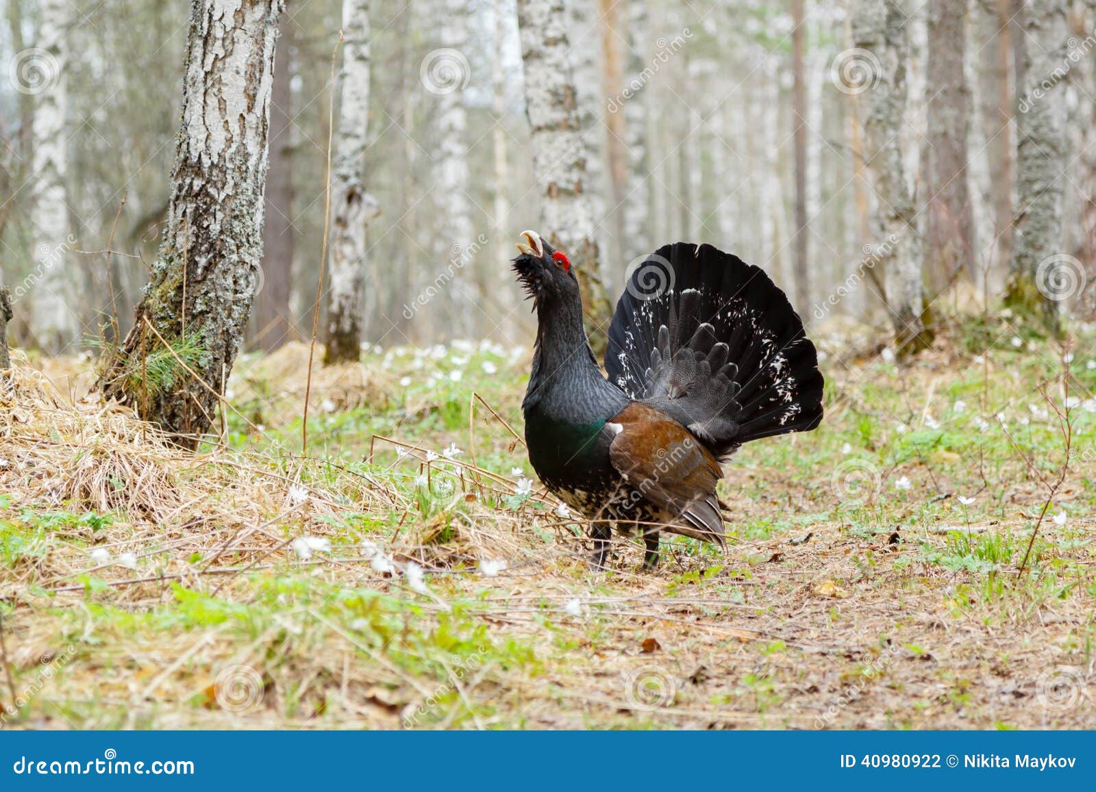 on the path worth wood grouse