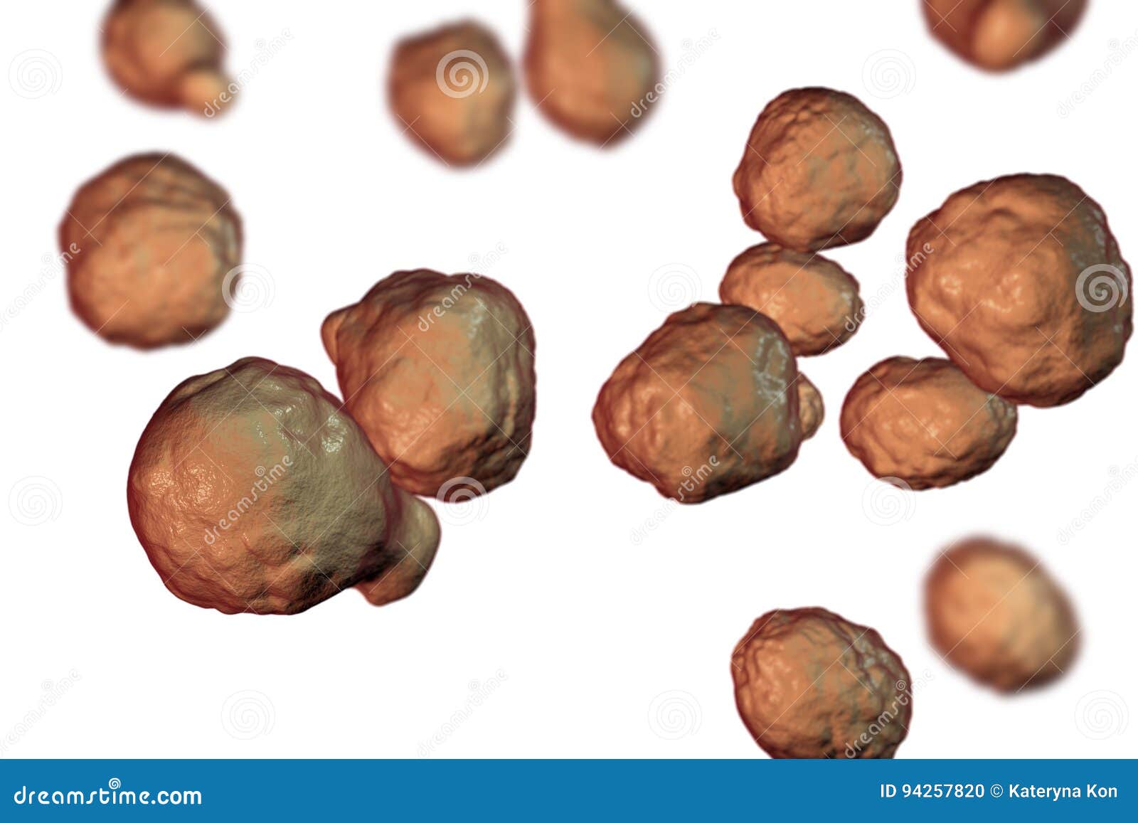 Pathogenic Yeast Fungus Cryptococcus Neoformans Stock Illustration