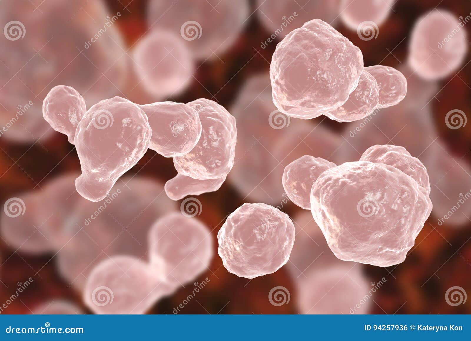 Pathogenic Yeast Fungus Cryptococcus Neoformans Stock Illustration