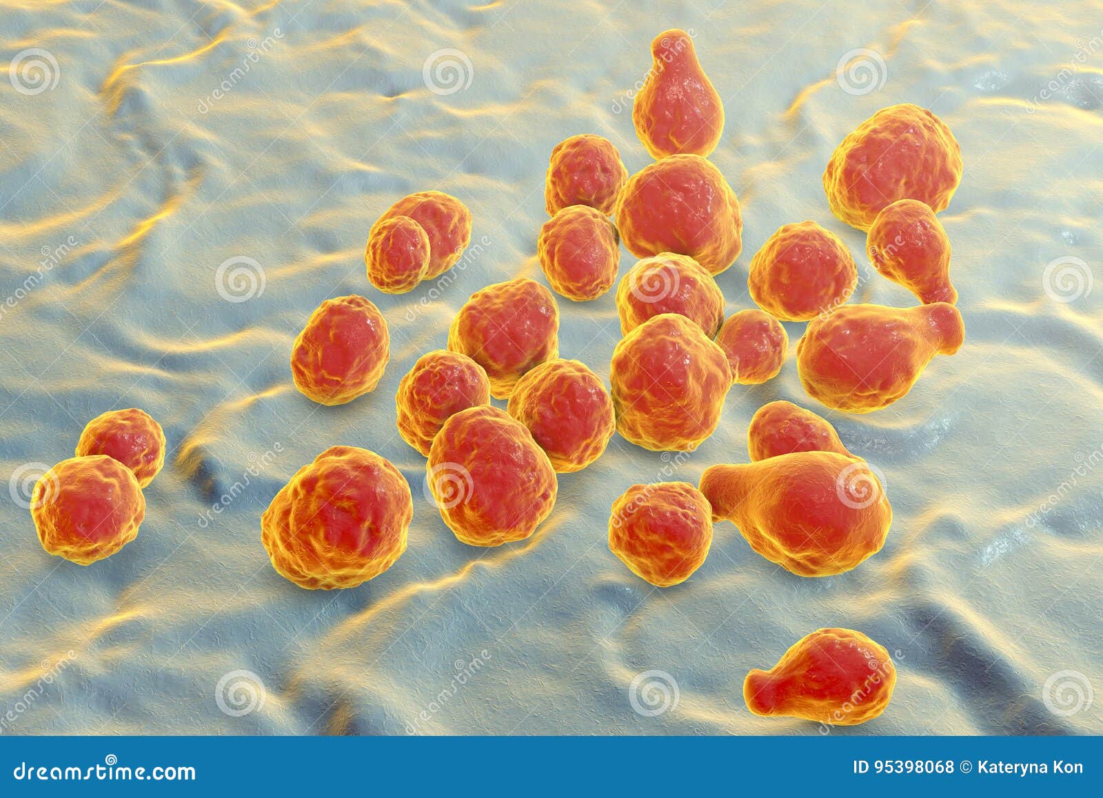 pathogenic yeast fungus cryptococcus