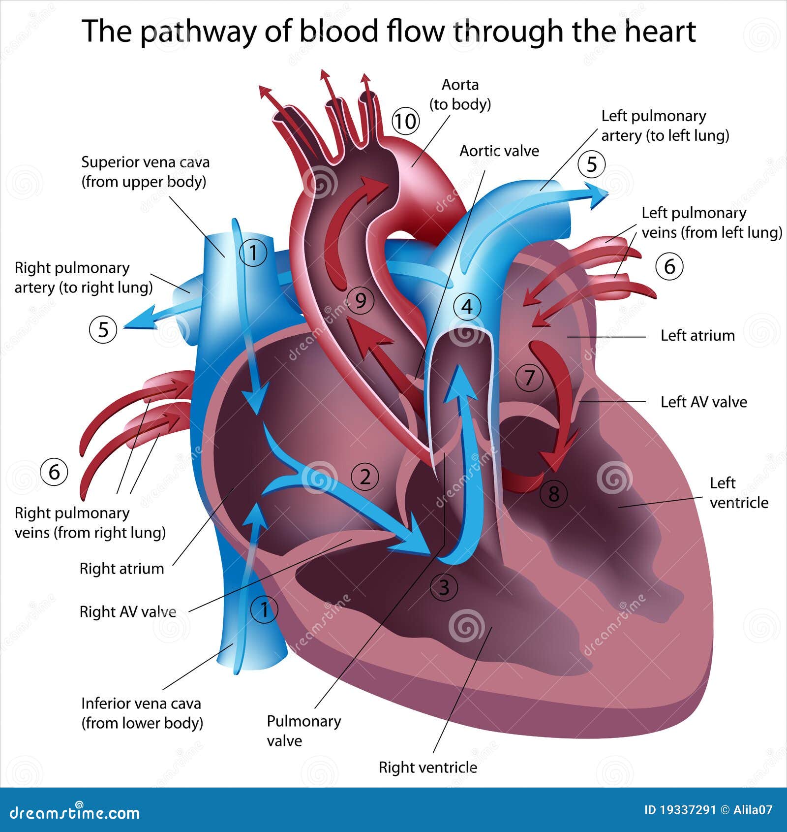 Pathway Of Blood Flow Through The Heart Stock Image - Image: 19337291