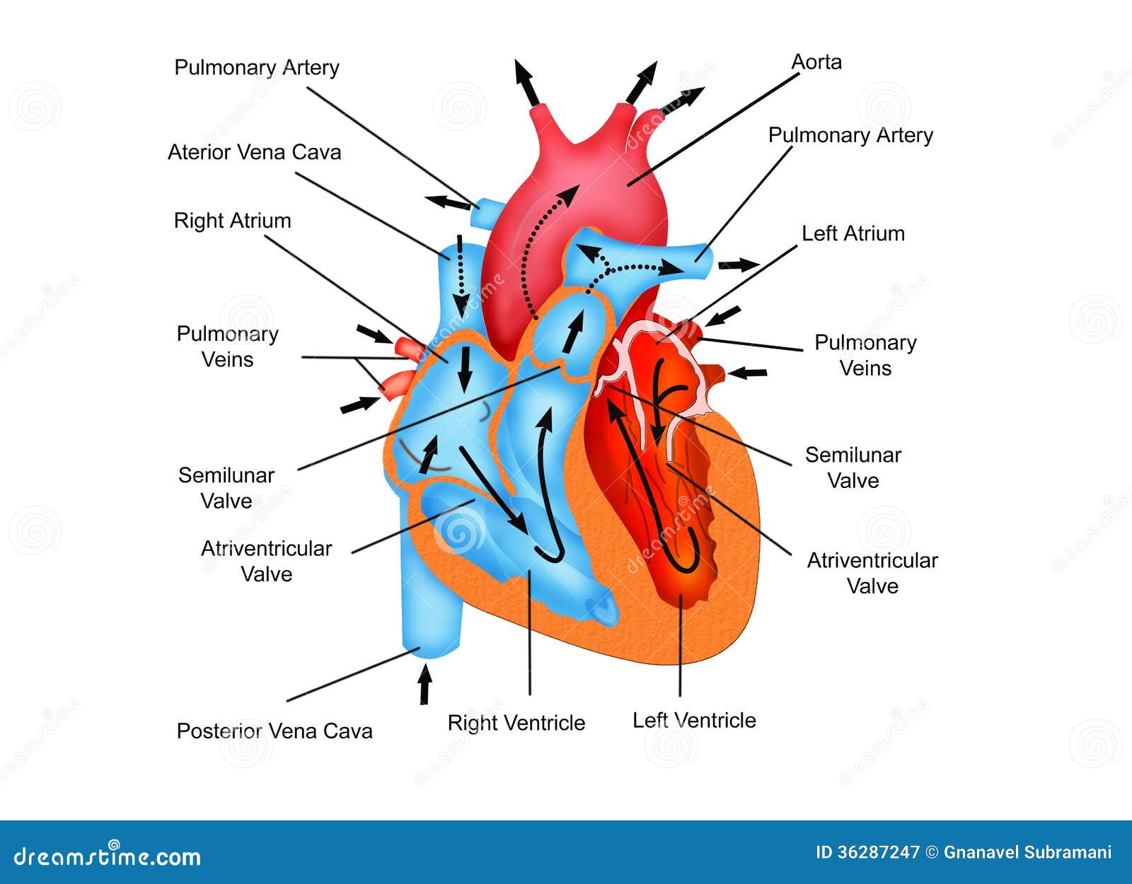 Pathway Of Blood Flow Through The Heart Stock Illustration