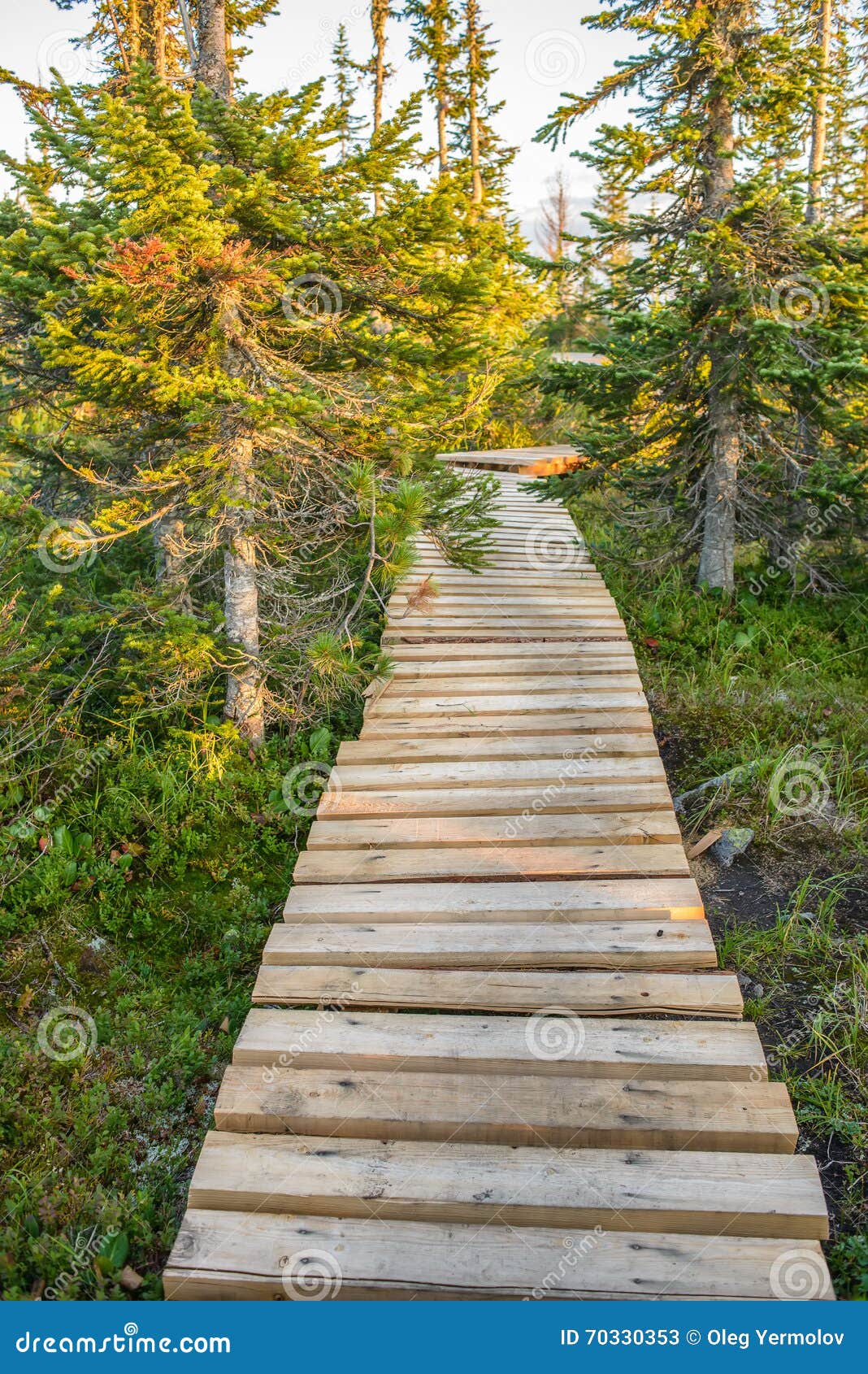 Pathway in green forest. Beautiful wooden pathway in green mountain forest