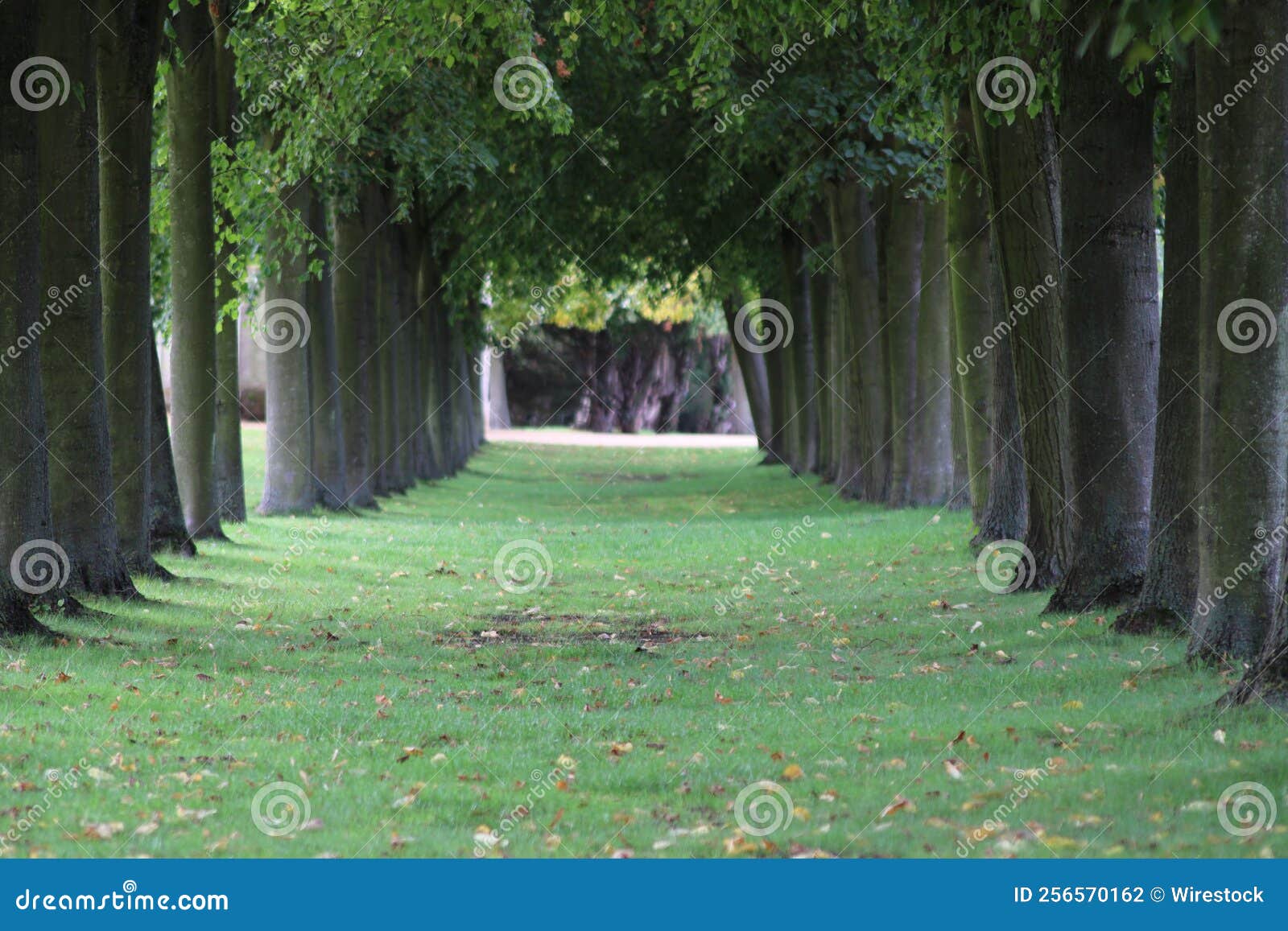 Pathway in a Green Park with Tall Trees Stock Photo Image of