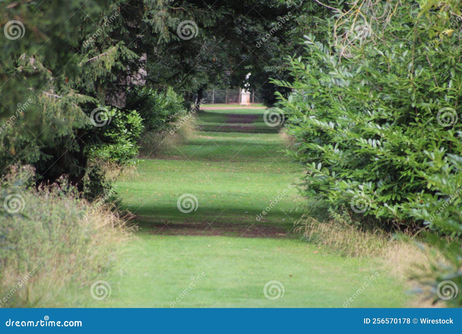 Pathway in a Green Park with Tall Trees Stock Photo Image of tall