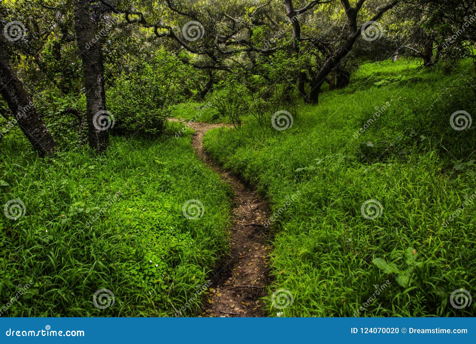 Park in the Forest Golden Gate Trail Stock Photo Image of cloudy