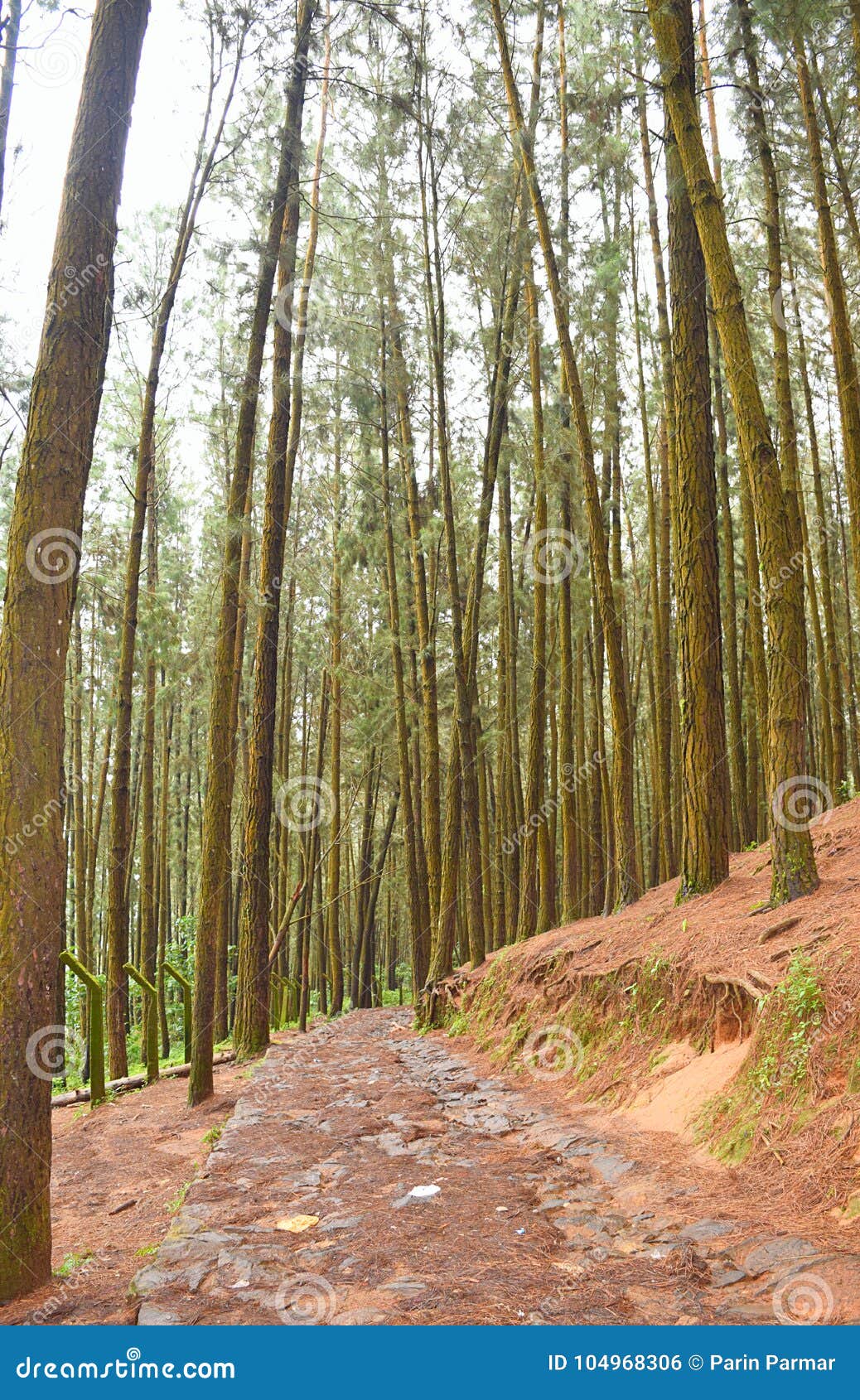 Pathway Through Pine Trees In Pine Forest Valley, Vagamon ...