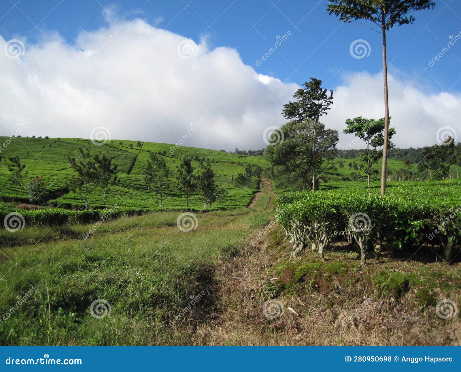 Pathway in Tea Plantation on the Hill Stock Photo Image of farm