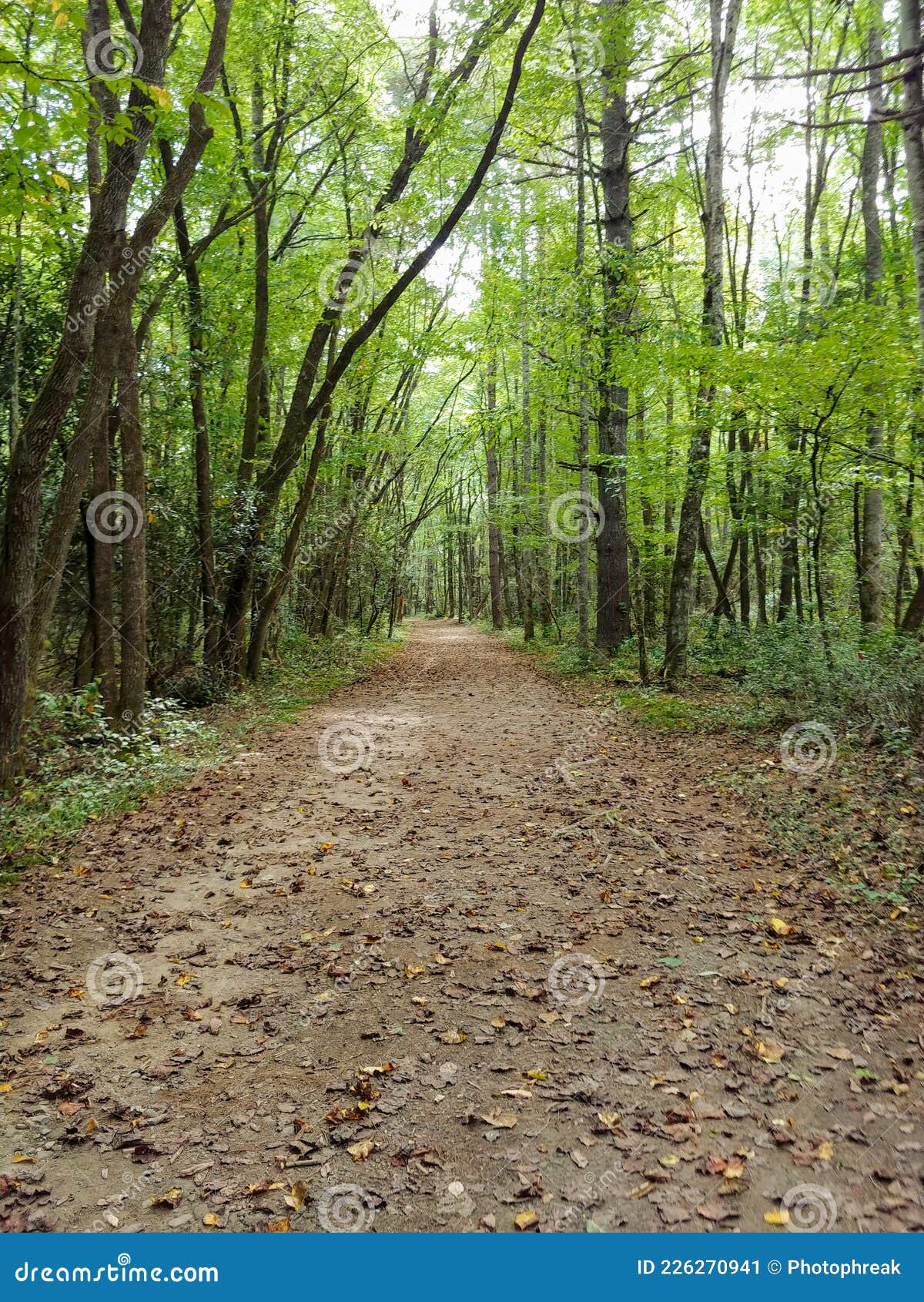 pathway thru mountian forest