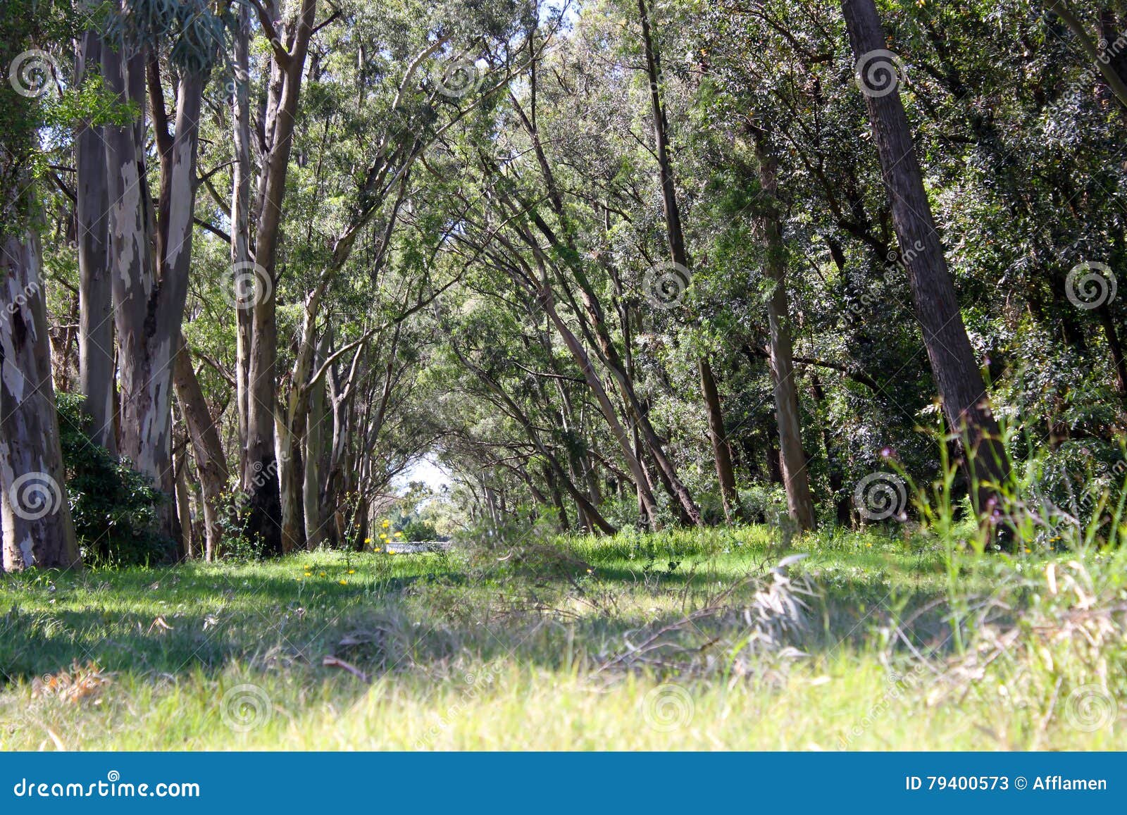 Pathway Under Eucalyptus Trees Stock Image Image of greenery, nature