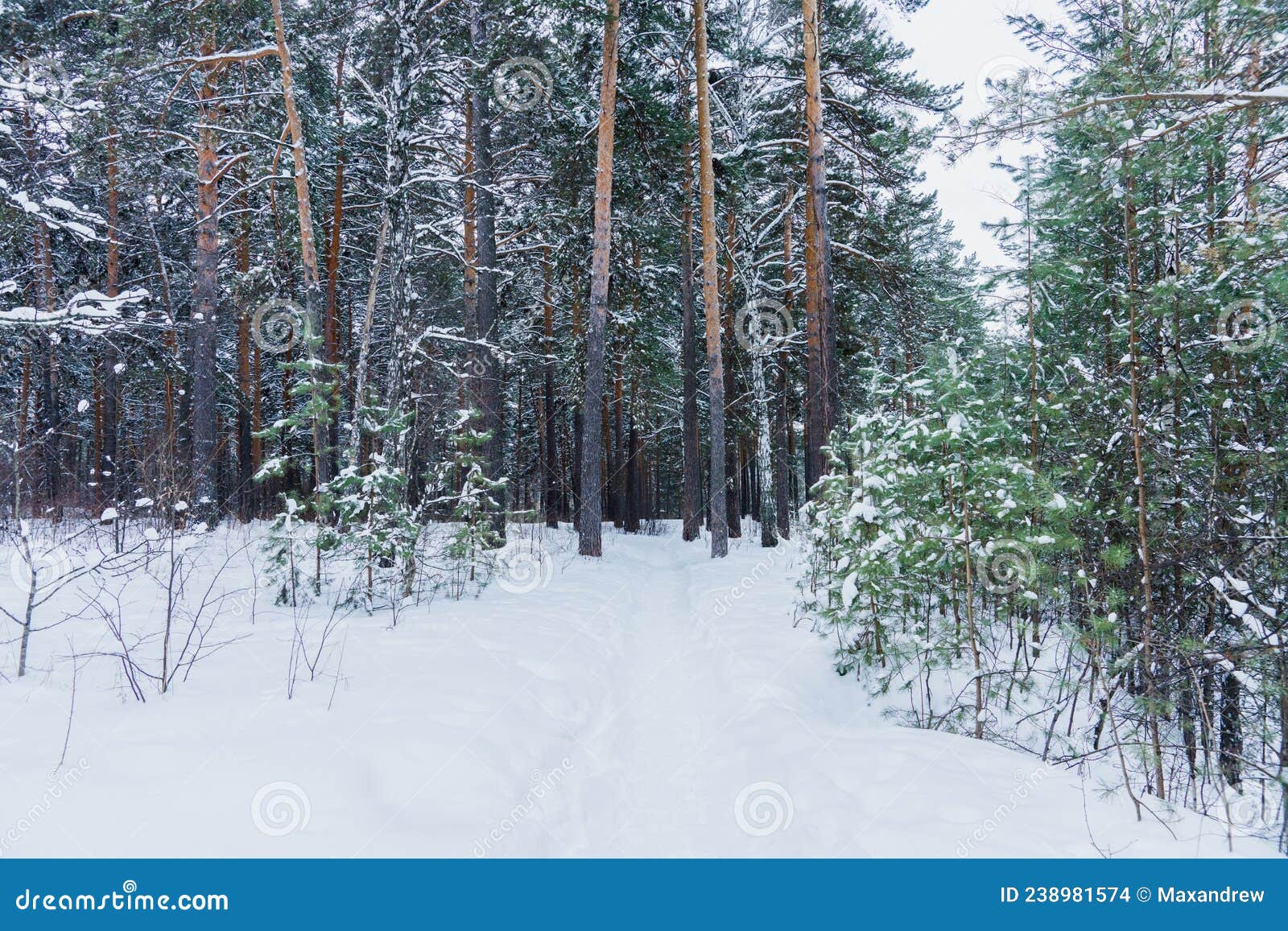 Pathway through Winter Pine Forest with Clear Snow after Snowfall ...