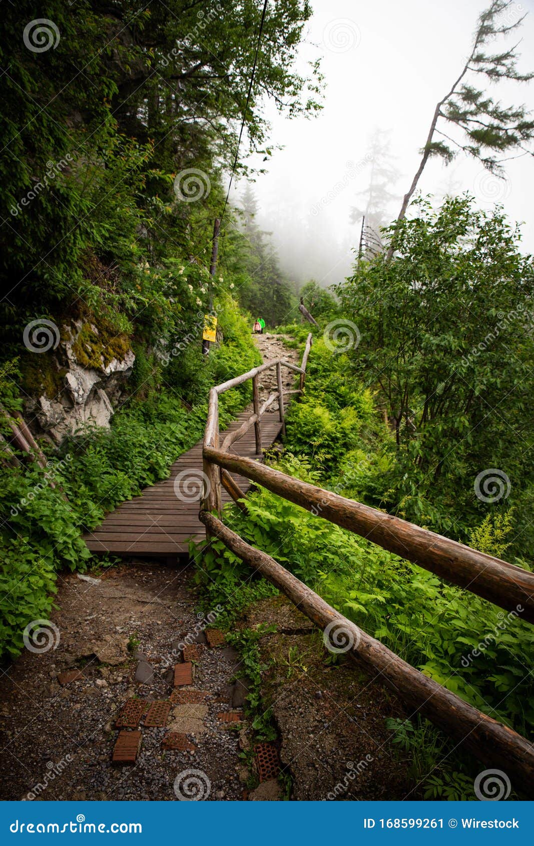 Pathway with Wooden Fences in a Forest Surrounded by Greenery Under a