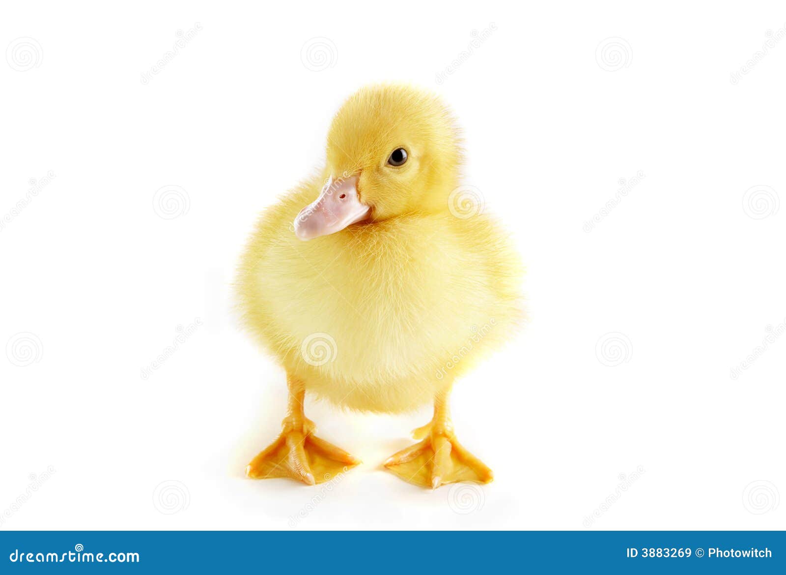 Patinho bonito imagem de stock. Imagem de portal, patos - 3883269