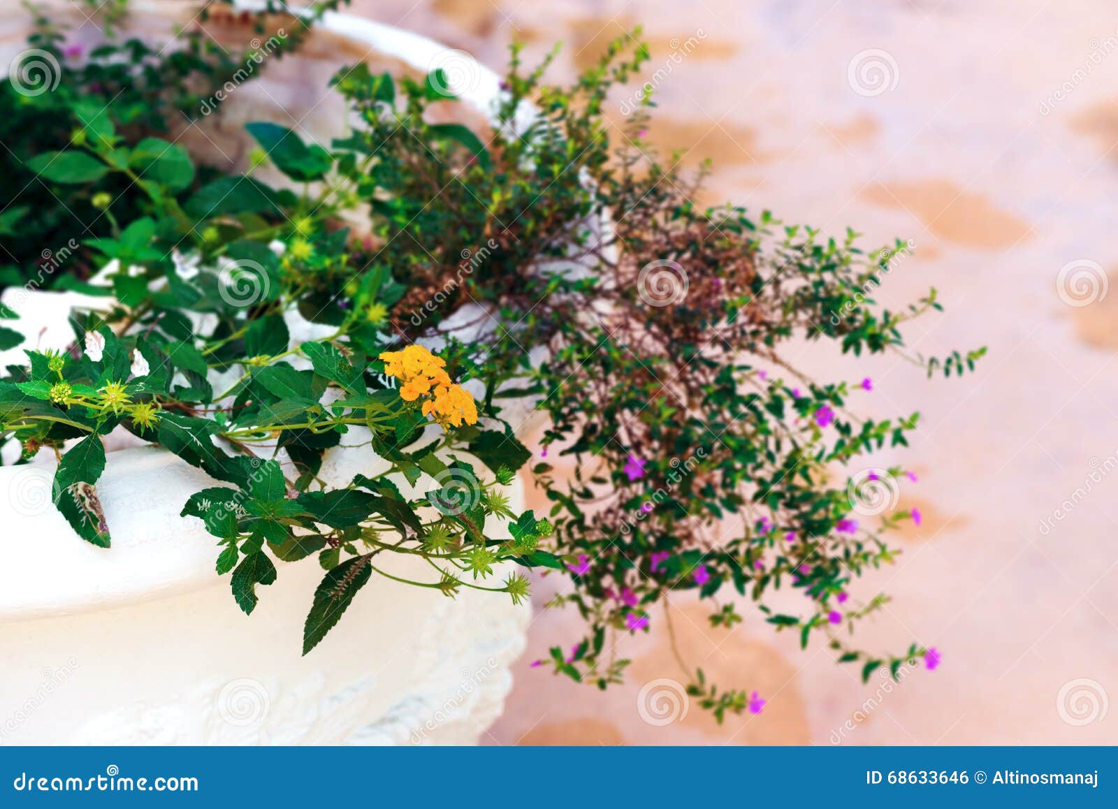 Patio Flower and Herb White Pot Outdoors Stock Photo Image of