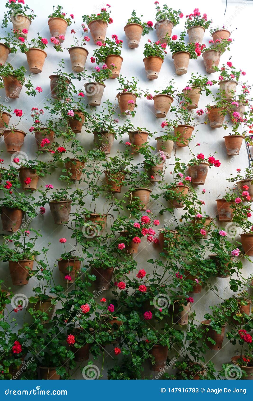 geranium plants in pots at viana palace in cordoba, spain