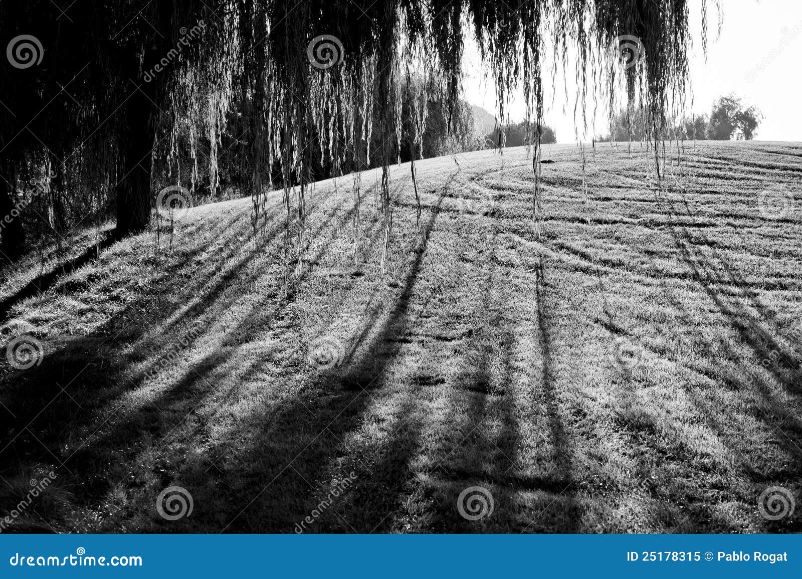 Patio trasero imagen de archivo. Imagen de madera, follaje 25178315