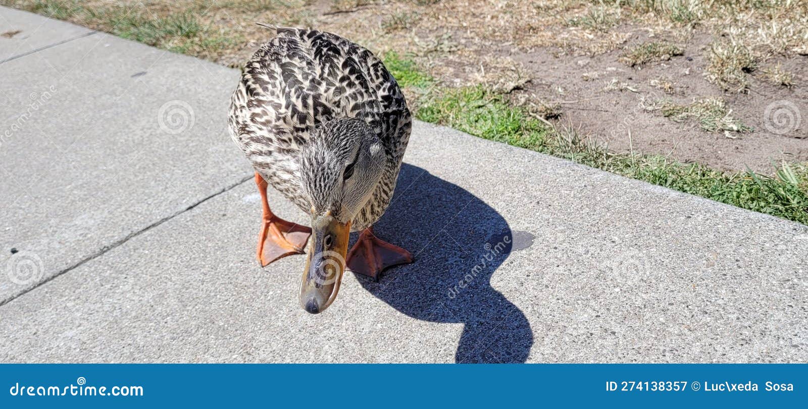 pato acercÃ¡ndose