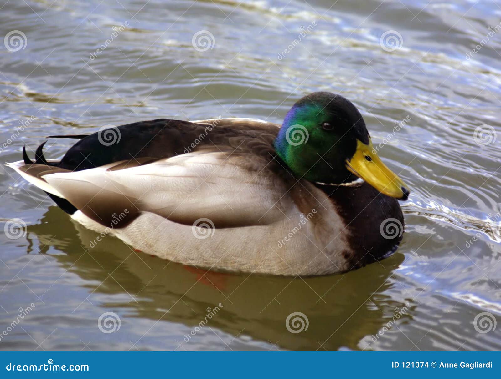 Una foto de un pato masculino.