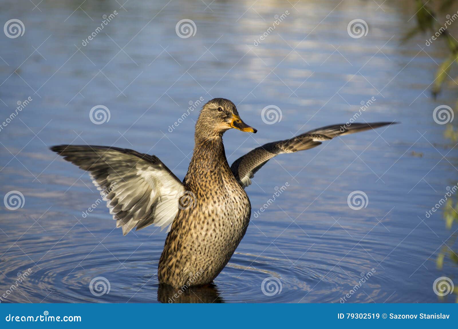 Pato imagem de stock. Imagem de organismo, navels, bico 79302519