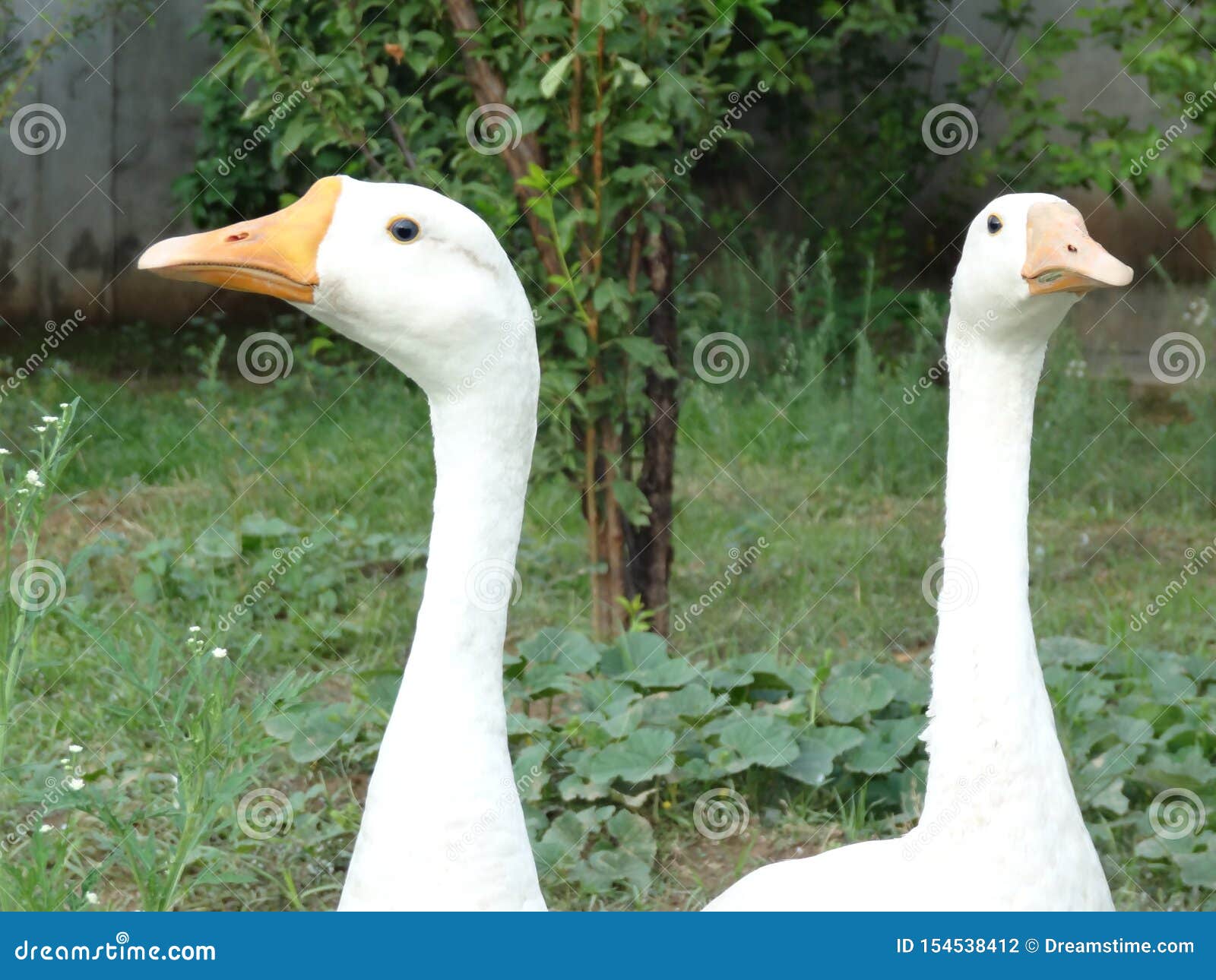 Há dois patos na frente de um pato, dois patos atrás de um pato