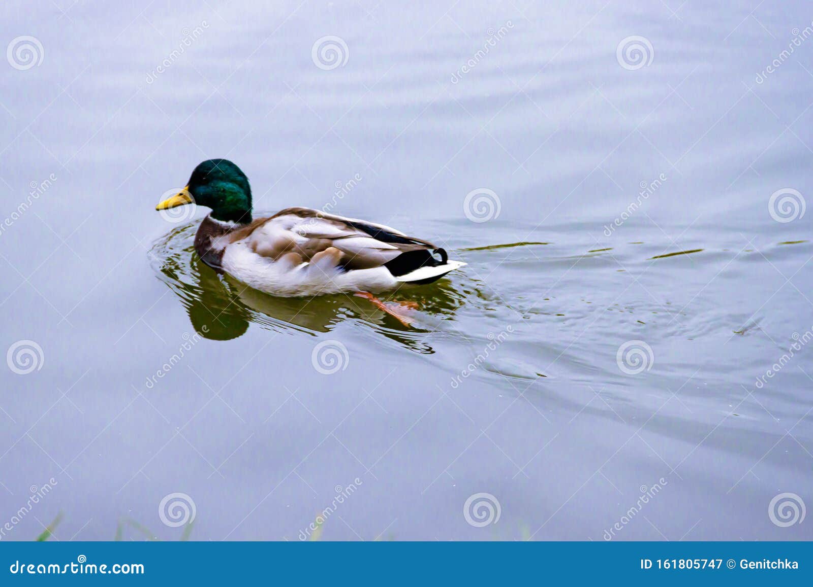 Jogo Marrom Selvagem Do Cavalo Na água Foto de Stock - Imagem de homem,  pântano: 143143582