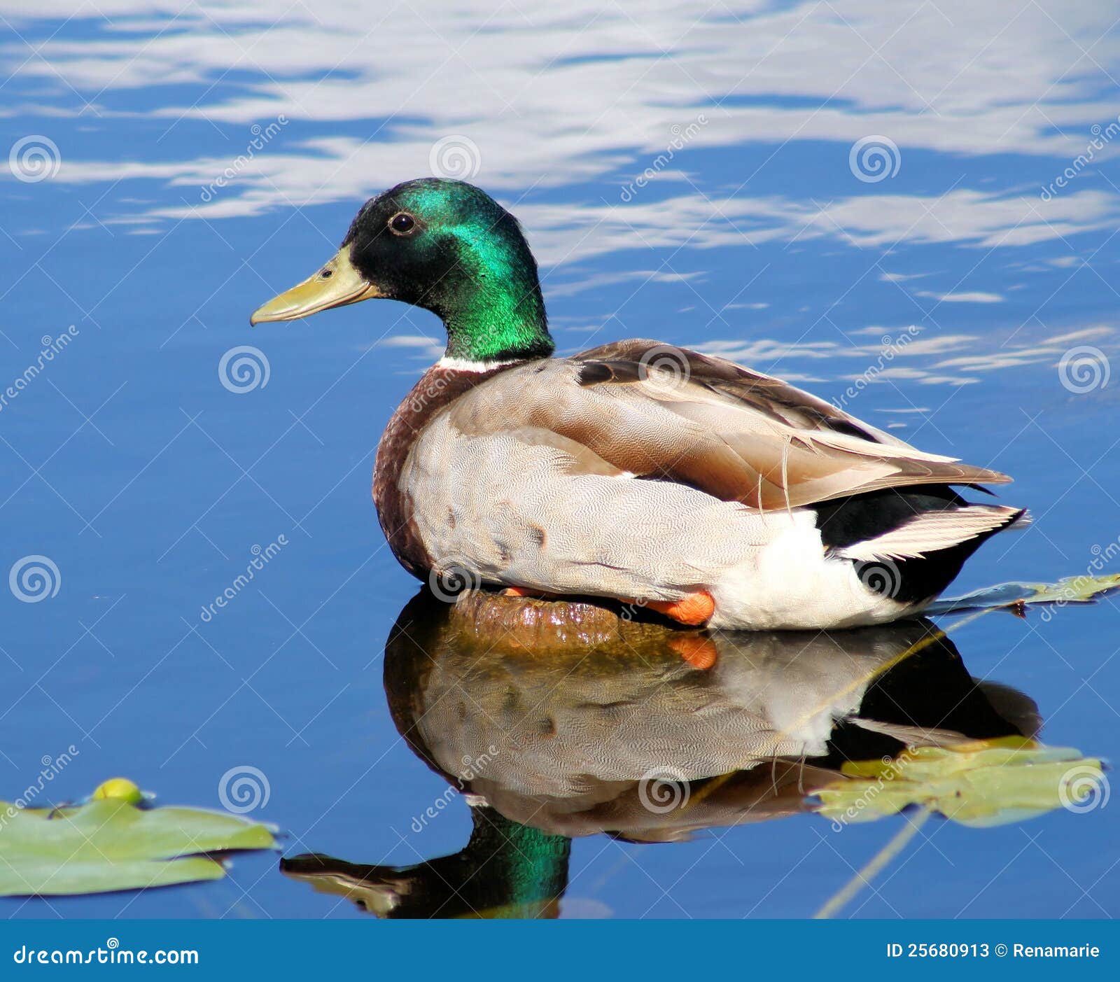 Pato Do Pato Selvagem Na Lagoa Imagem de Stock Imagem de nave
