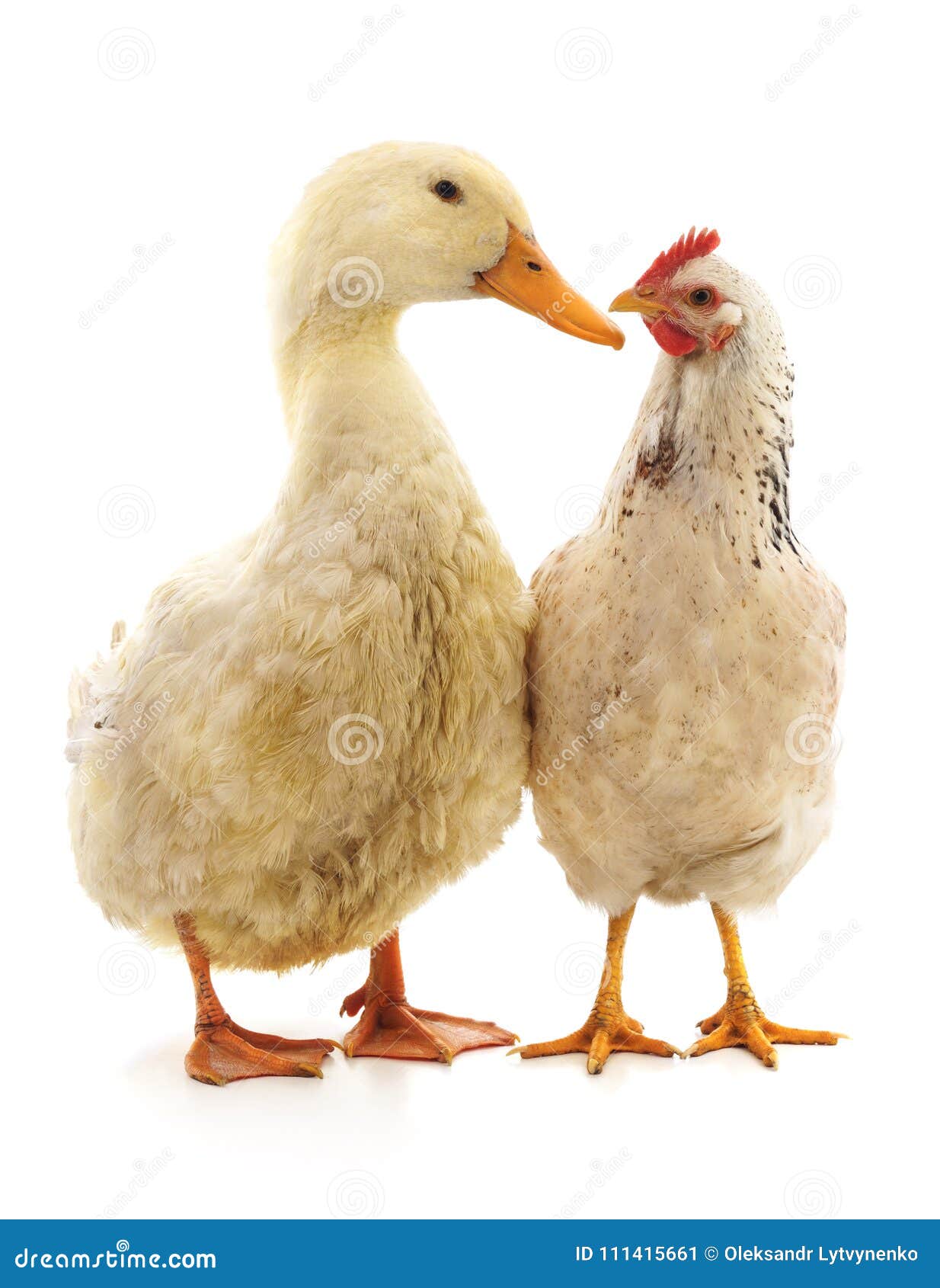 A galinha e o pato