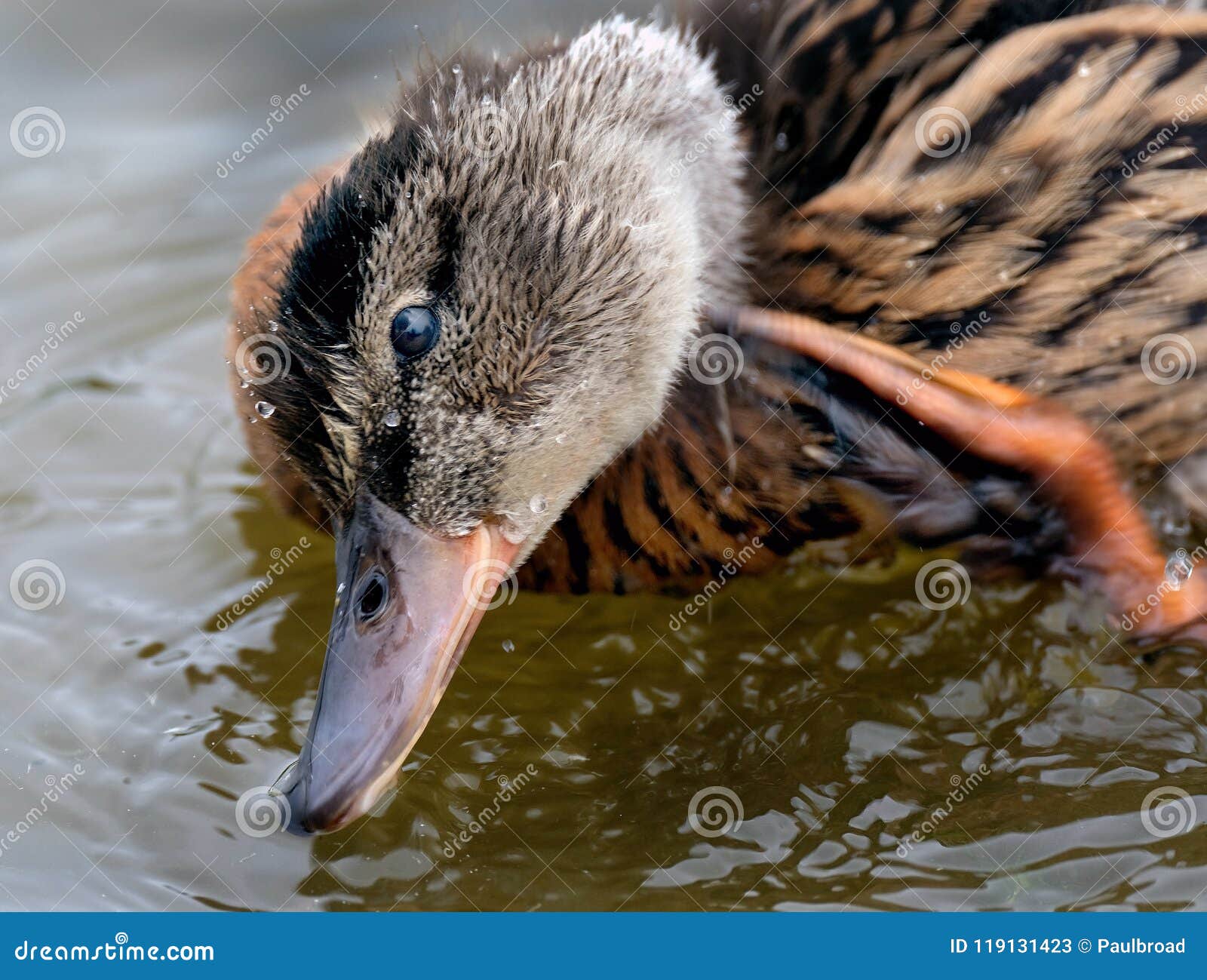 Pato joven del pato silvestre en el lago del agua dulce en plumas que se lavan de Reino Unido