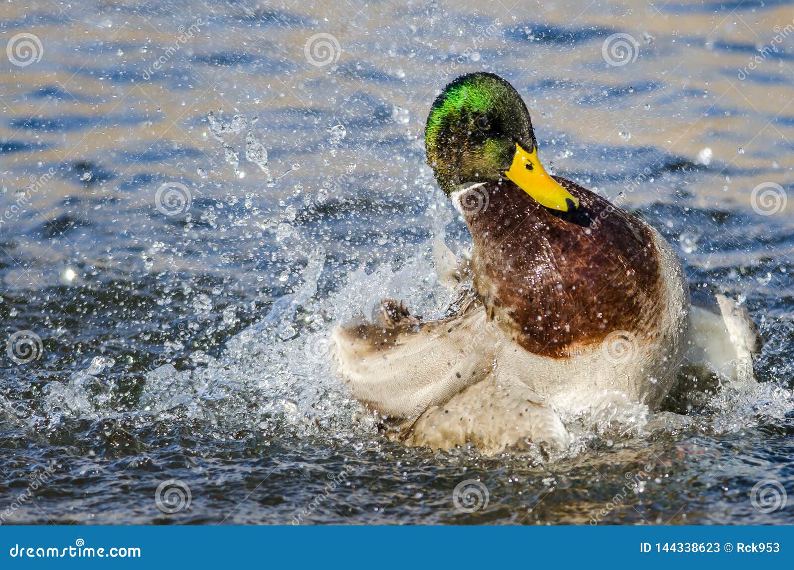 Pato Silvestre Duck Playing Y El Salpicar En El Agua Fresca Y De