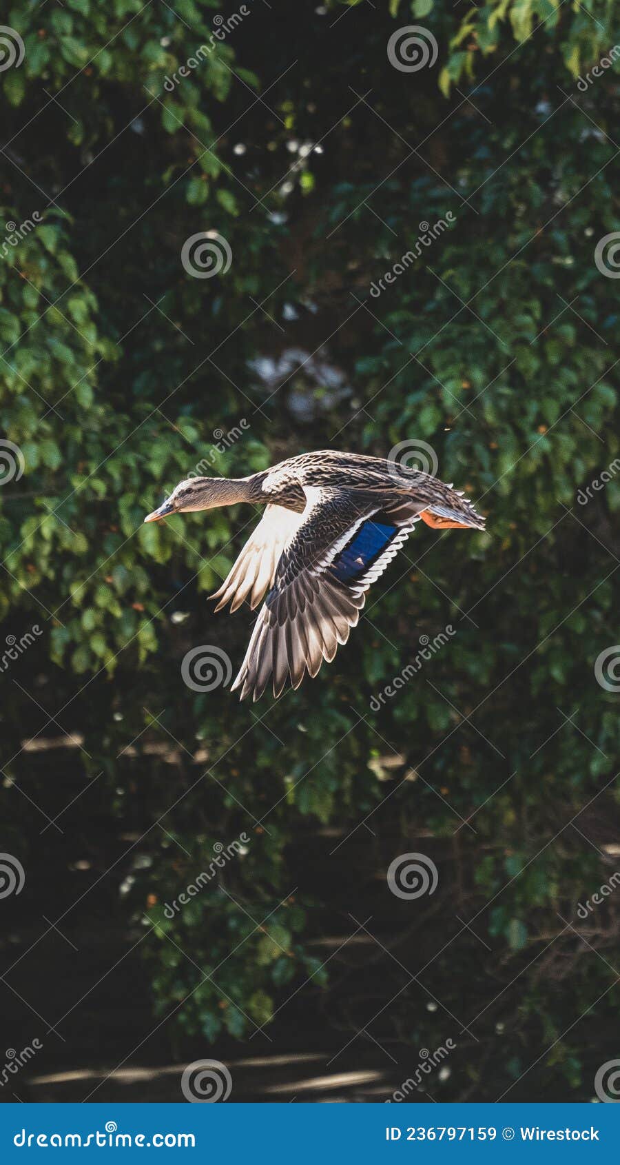 pato volando. duck flying