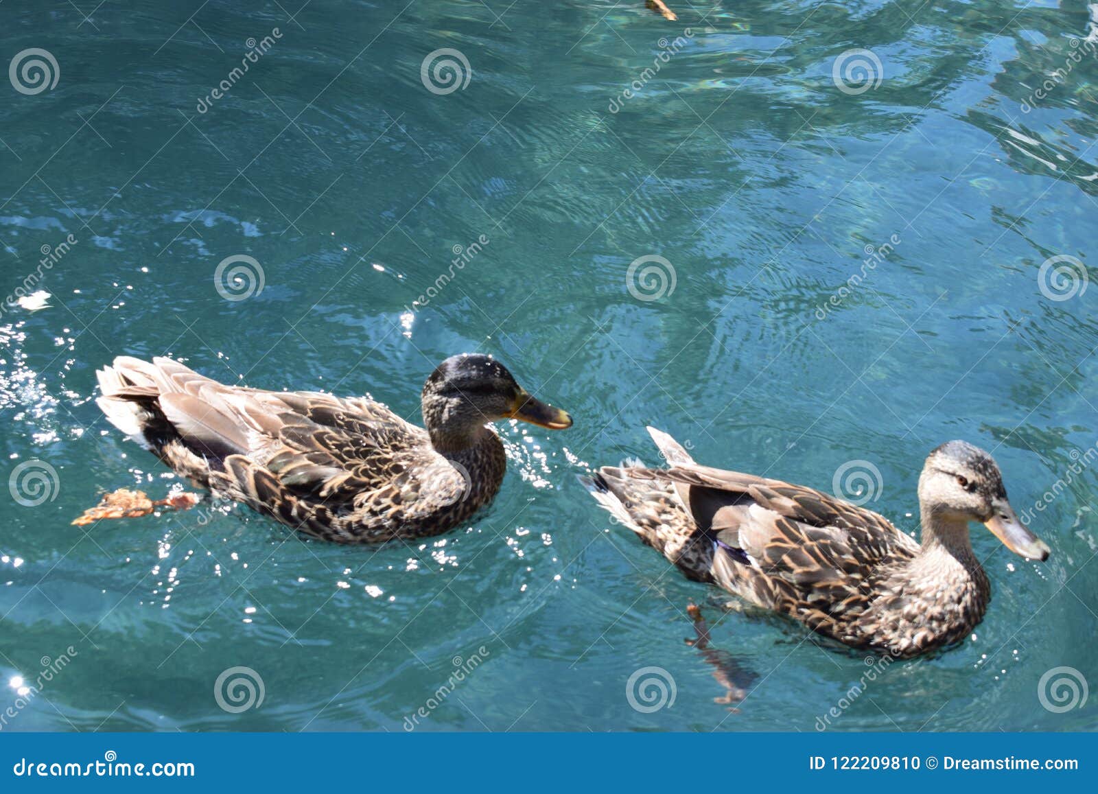 patos nadando, animales, animals pats duck