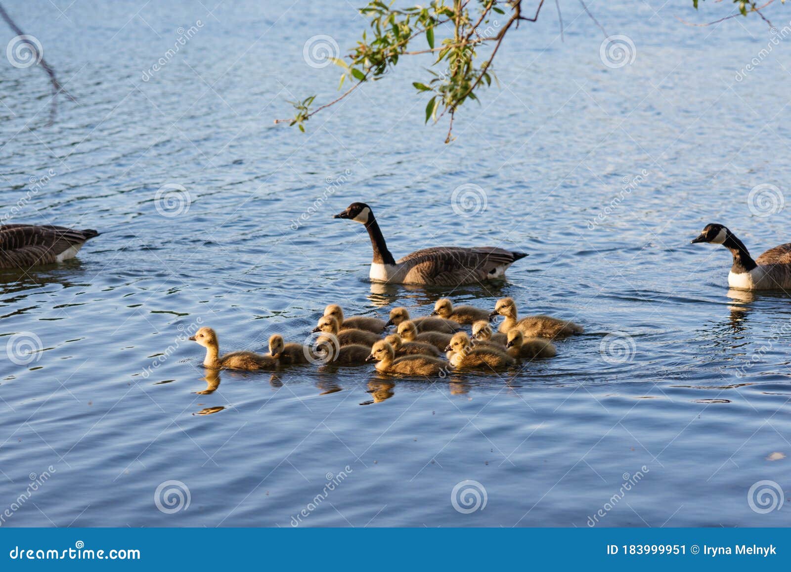 patos-y-muchos-patitos-nadando-en-el-lago-azul-183999951.jpg