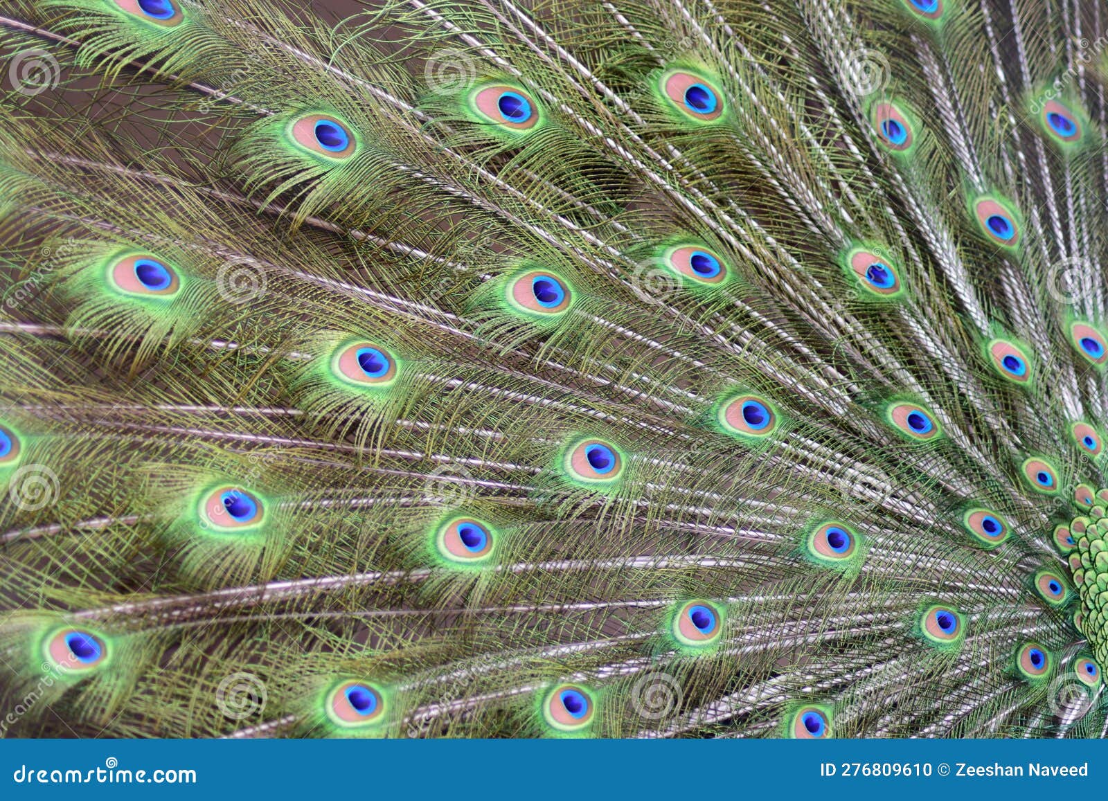 Patrón De Plumas De Pavo Real. Fondo Colorido. Foto de archivo