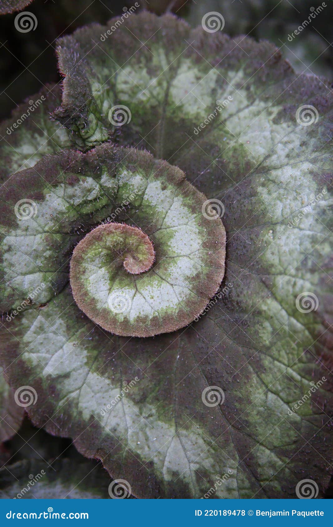 Patrón Espiral En Una Planta De Begonia Verde En Un Jardín Foto de archivo  - Imagen de begonia, animal: 220189478