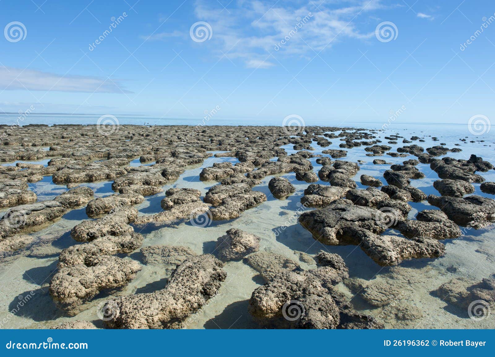 Patrimoine mondial de Stromalotites Australie. Stromatolites dans la région de patrimoine mondial du compartiment de requin, de l'Australie occidentale, des micro-organismes vivants d'abord le plus susceptibles des terres et du producteur de l'oxygène, il y a environ 3 milliards d'ans.