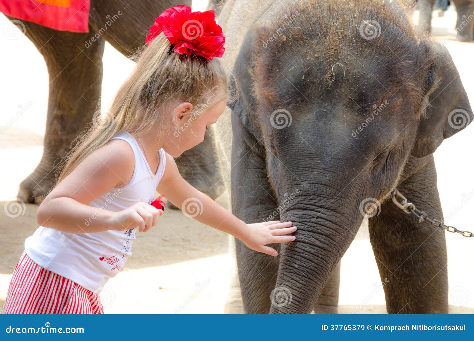 Pattaya, Tailândia: Menina e elefante pequeno. O relacionamento entre seres humanos e animais