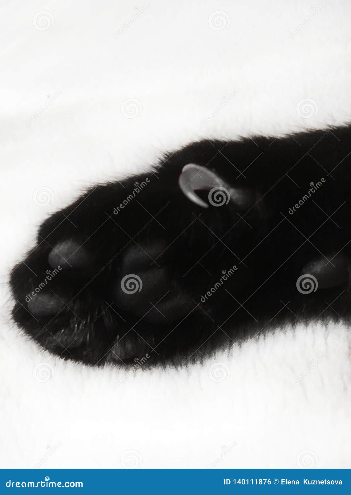 Patte De Chat Noir Avec Les Griffes Pointues Sur Un Fond Blanc Photo Stock Image Du Laines Griffes Patte De Chat Noir Avec Les Griffes Pointues Sur Un Fond Blanc Photo Stock Image Du Laines Griffes