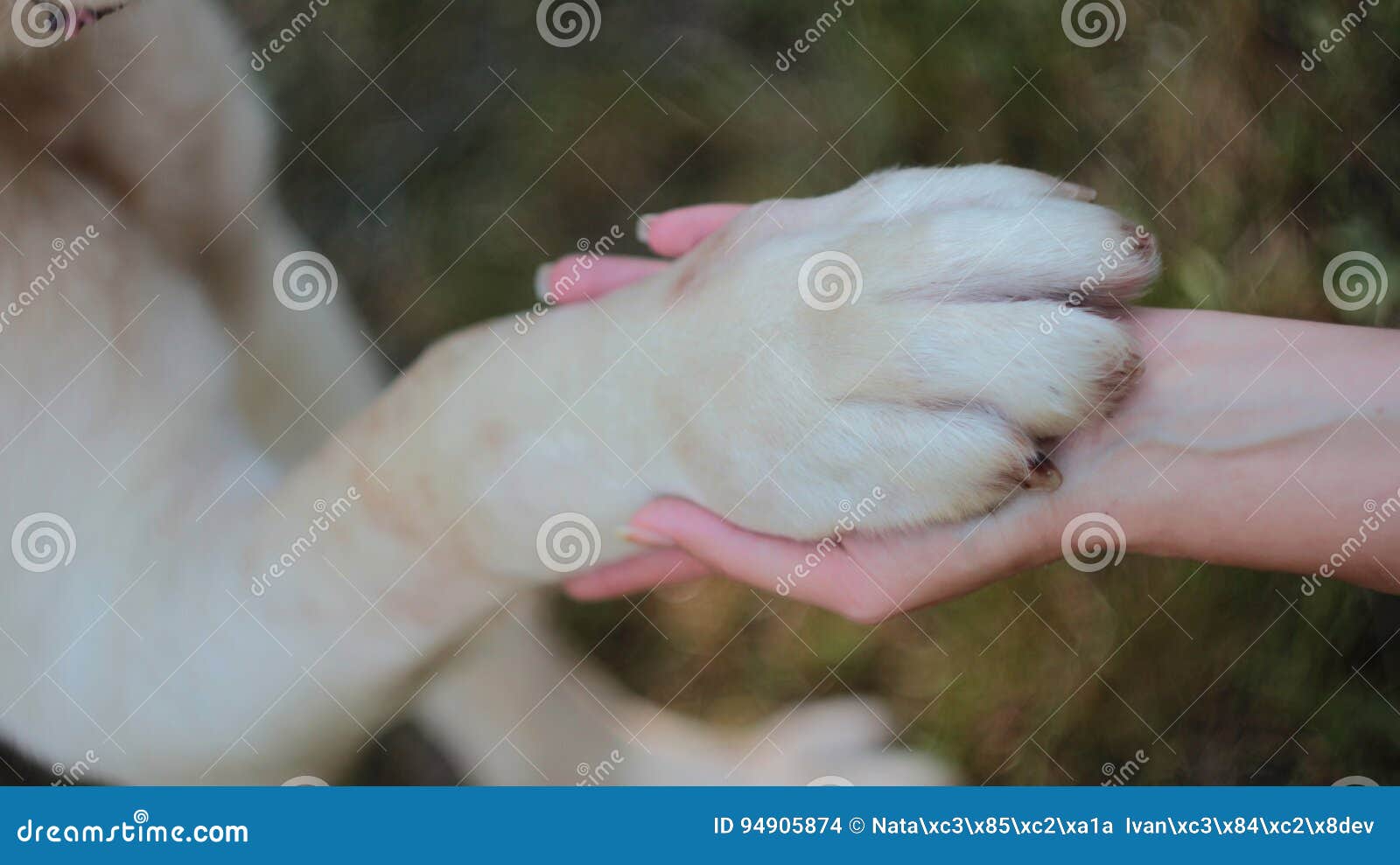 Patte De Chien Dans La Main Photo Stock Image Du Dans Chien 94905874