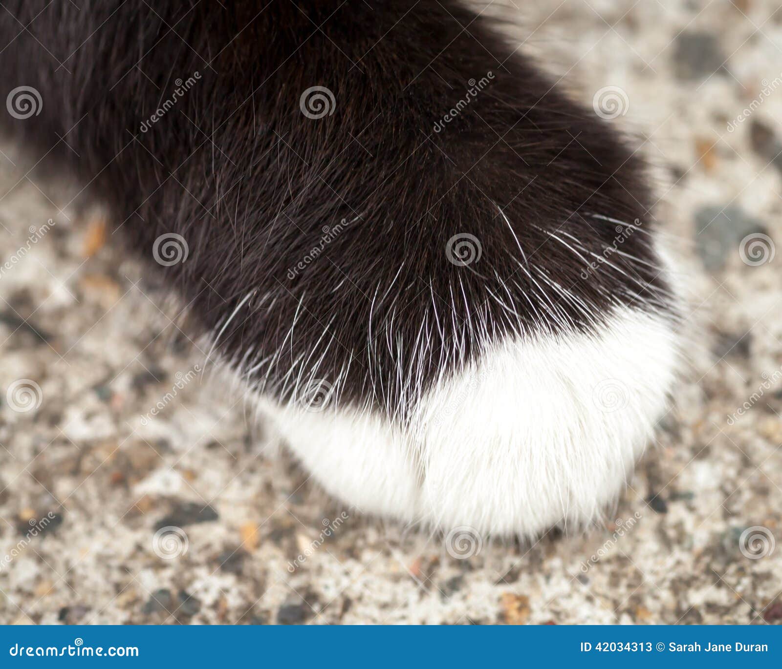 Patte Velue De Chat Noir De Brown Avec La Chaussette Blanche Image Stock Image Du Trottoir Footpath Patte Velue De Chat Noir De Brown Avec La Chaussette Blanche Image Stock Image Du Trottoir Footpath