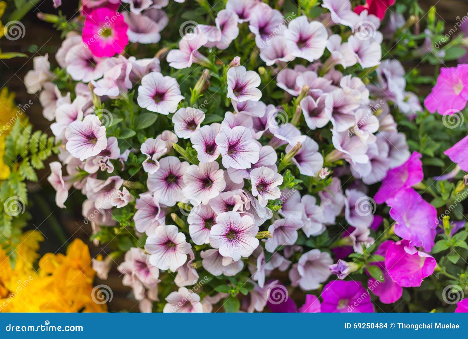 Pattern Flower Wall Texture For Background Stock Photography