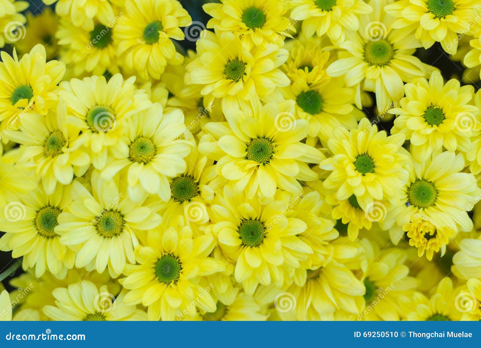 Pattern Flower Wall Texture for Background Stock Photo - Image of