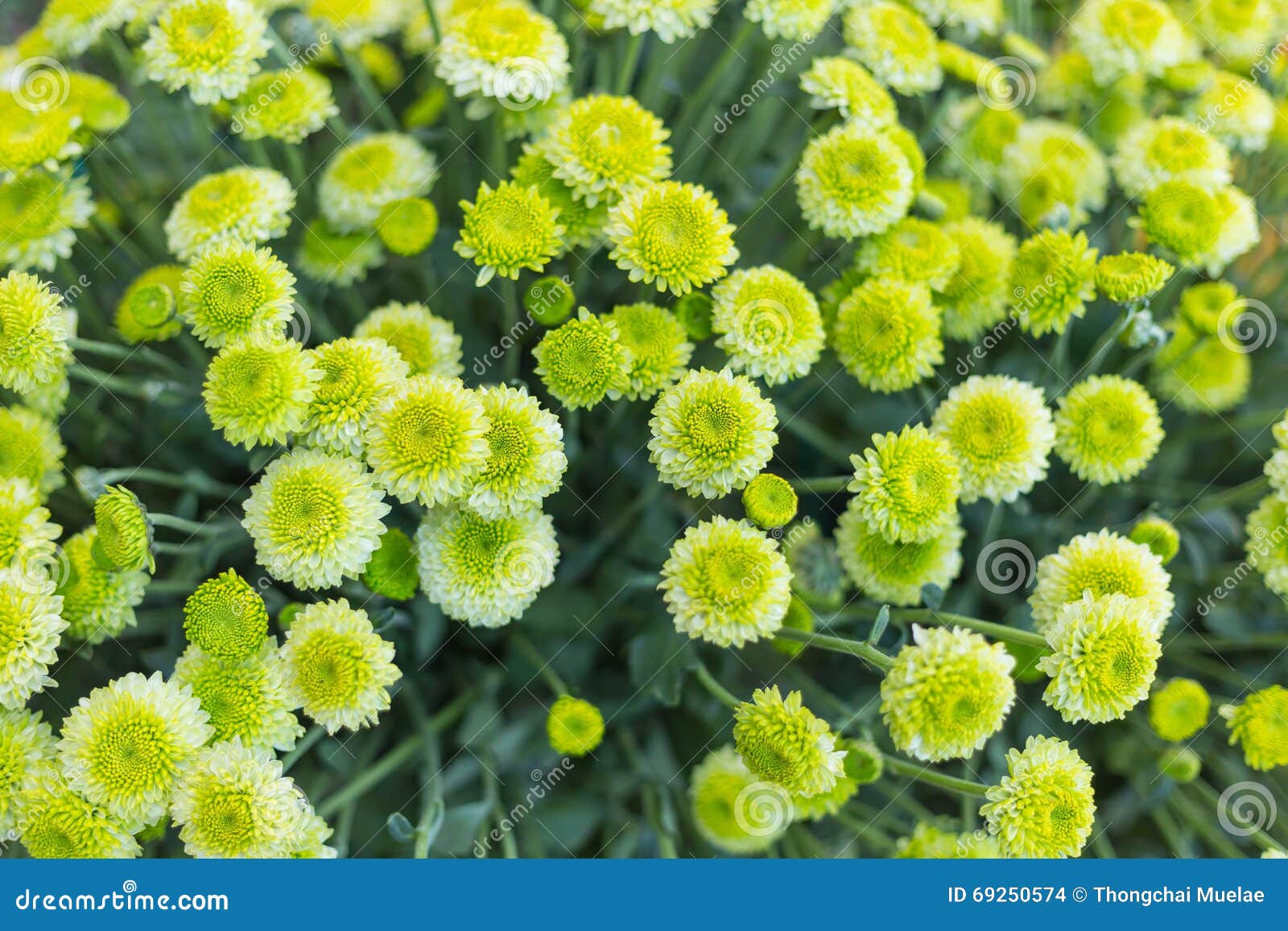 Pattern Flower Wall Texture for Background Stock Photo - Image of