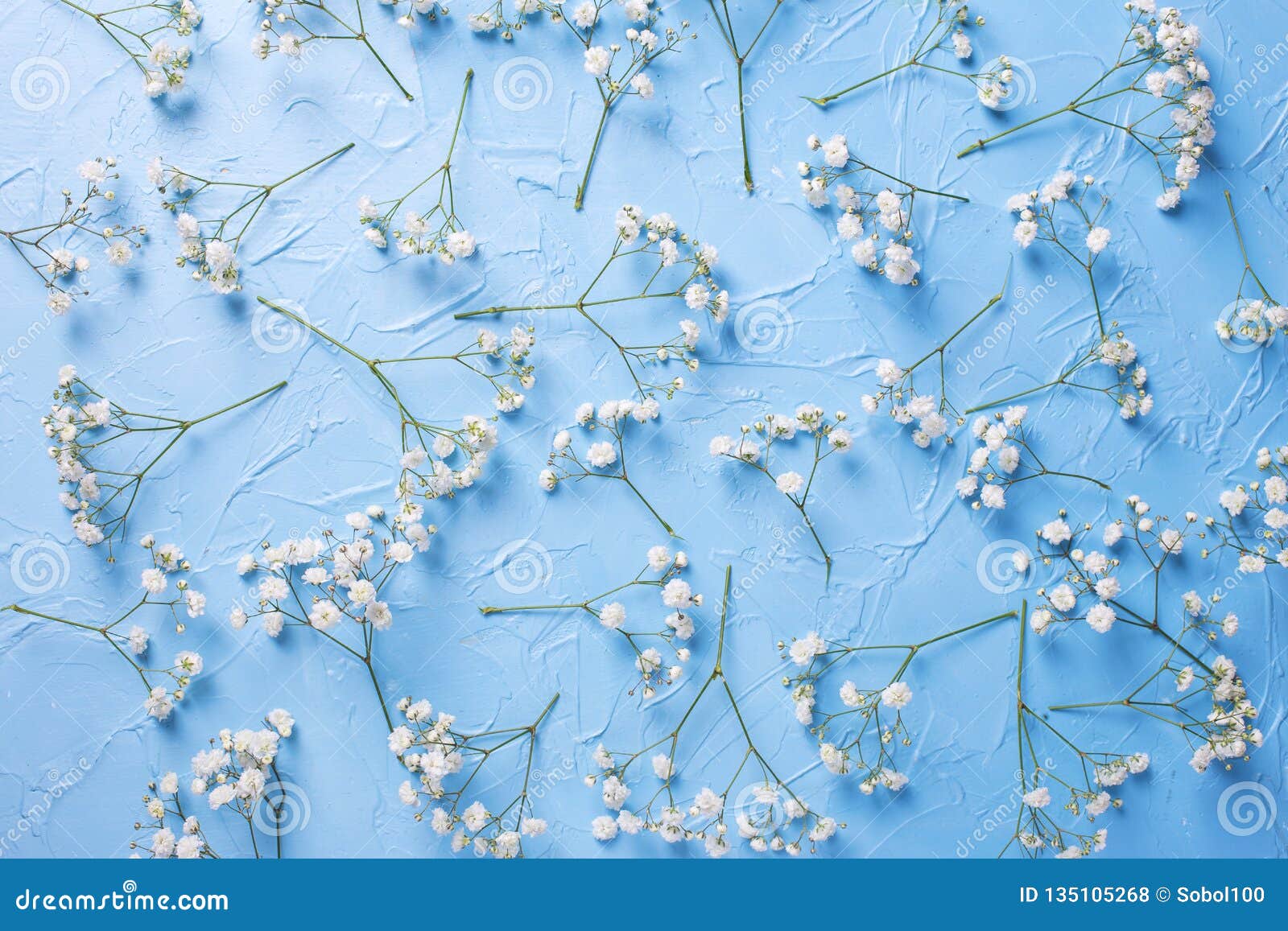 pattern from fresh white gypsofila flowers onvblue textured background