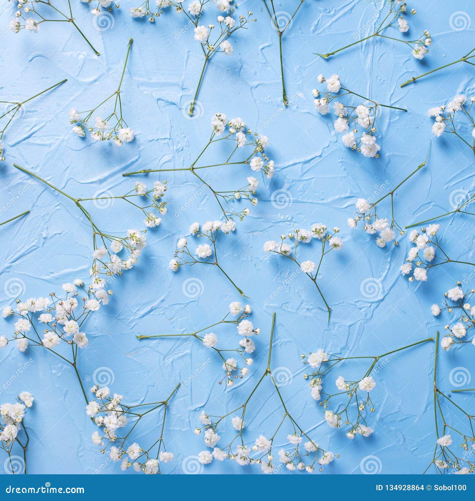 pattern from fresh white gypsofila flowers onvblue textured background