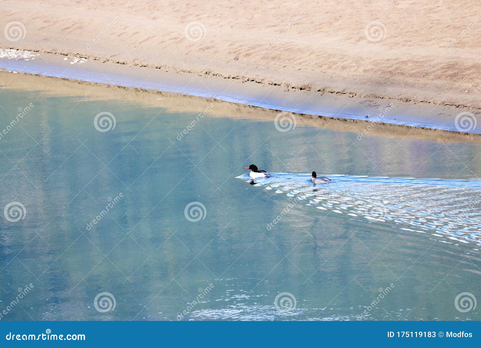 Wildlife and Water Slipstream Stock Image Image of ducks, wildlife