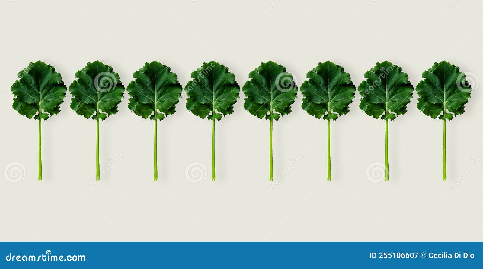Pattern of kale leaves stock image. Image of foliage 255106607